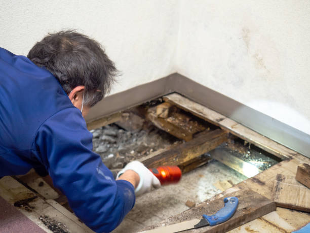 Best Certified Mold Removal  in Silverton, OR