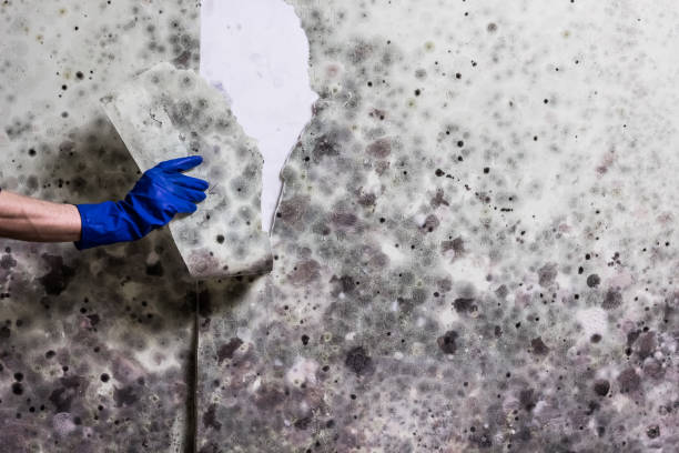 Mold Removal and Inspection in Silverton, OR
